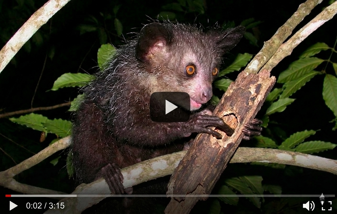 Weird Animals in Nature