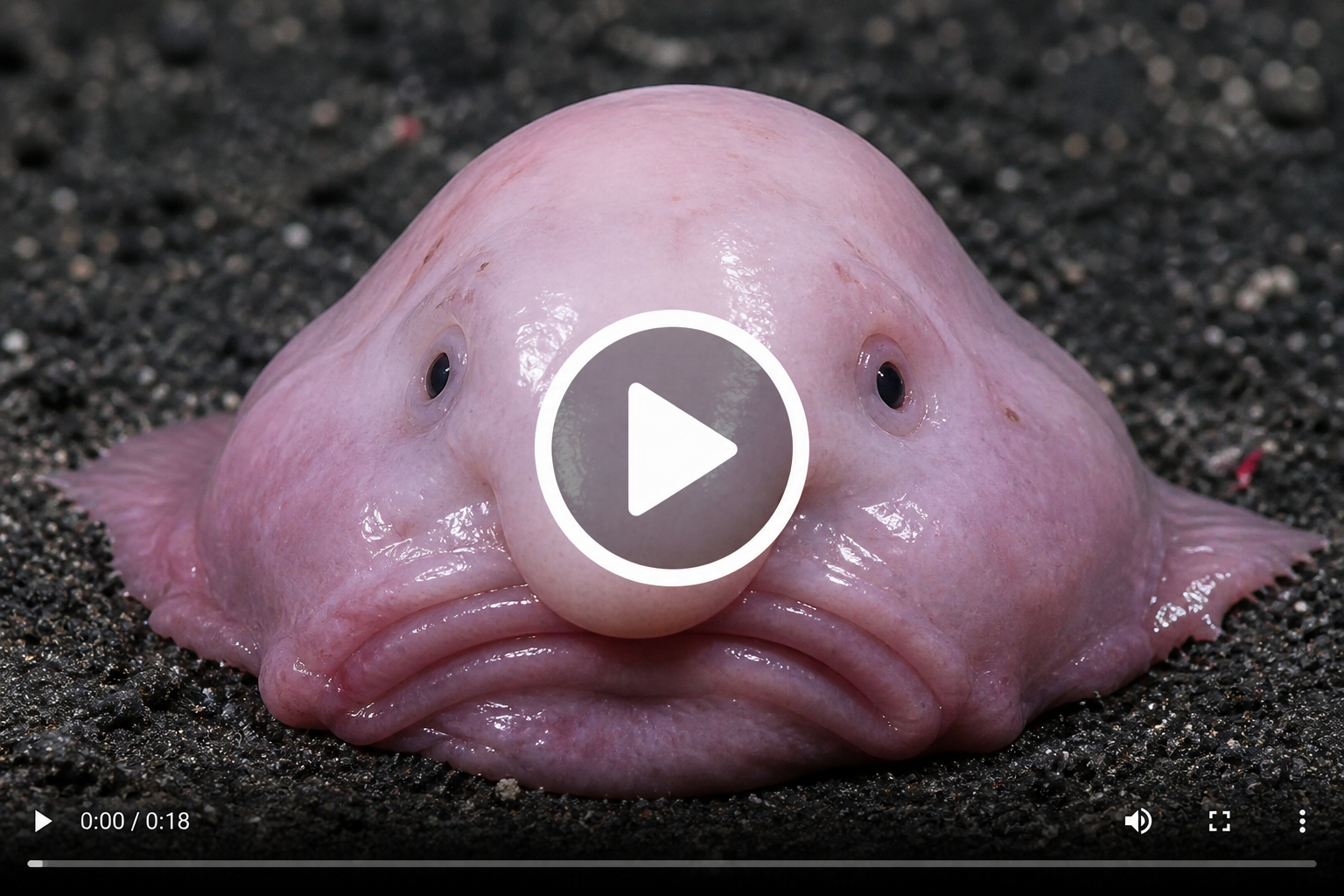 70 Cool & Weird Animals Around the World: A Fascinating Journey Into Nature’s Strangest Creations